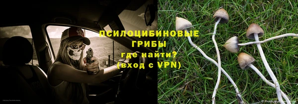 прущие грибы Медногорск